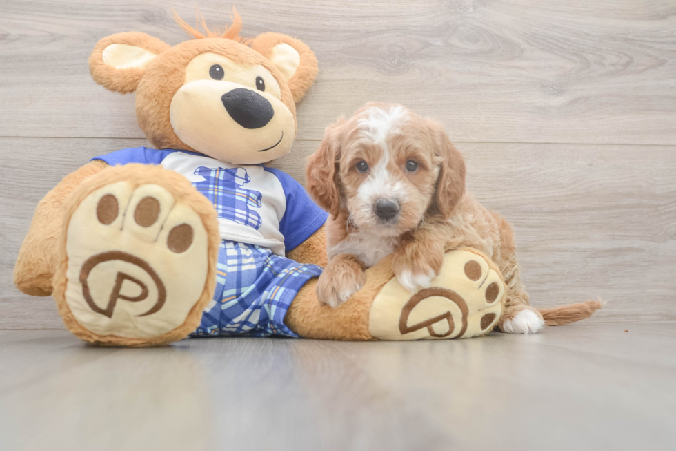 Meet Everhart - our Mini Goldendoodle Puppy Photo  2/3 - Florida Fur Babies Cute Mini Goldendoodle Baby