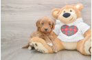 Cute Mini Goldendoodle Baby