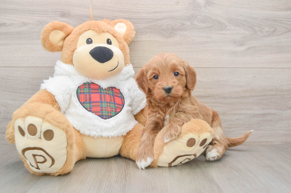 5 week old Mini Goldendoodle Puppy For Sale - Florida Fur Babies