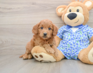 7 week old Mini Goldendoodle Puppy For Sale - Florida Fur Babies