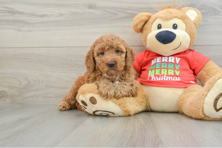 Sweet Mini Goldendoodle Baby