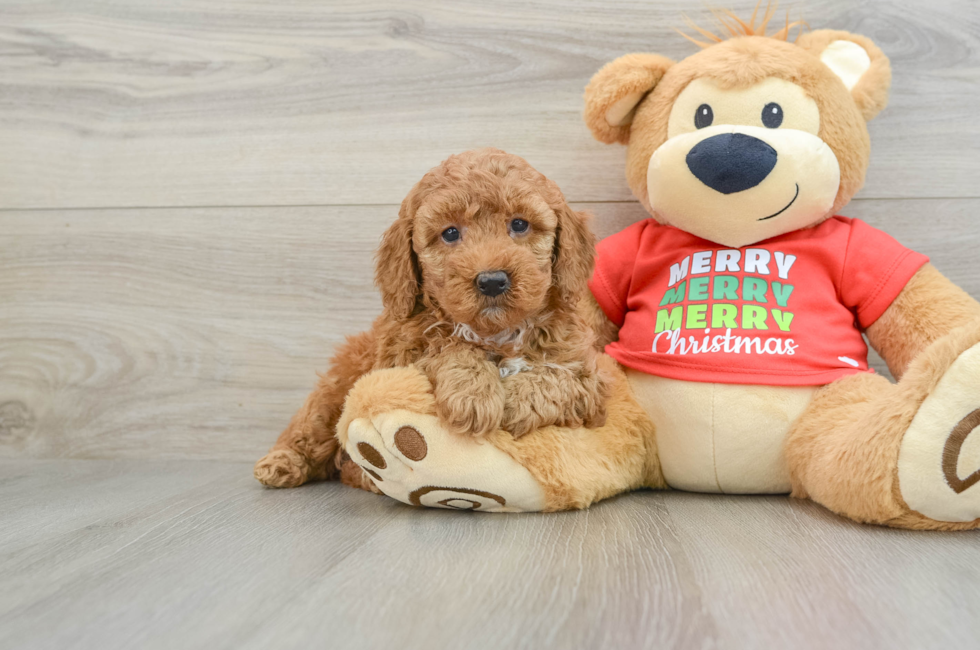 5 week old Mini Goldendoodle Puppy For Sale - Florida Fur Babies