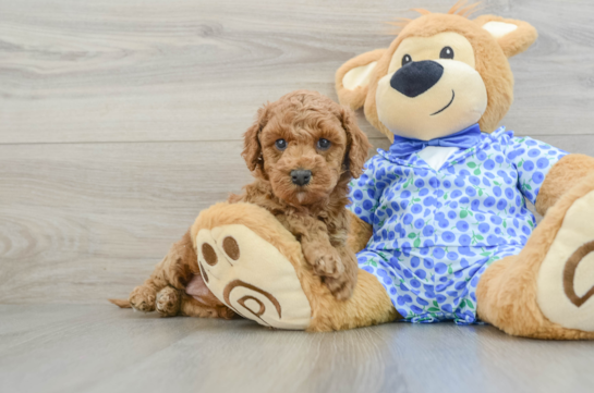 Mini Goldendoodle Pup Being Cute