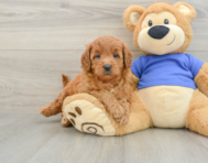 7 week old Mini Goldendoodle Puppy For Sale - Florida Fur Babies