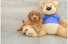 Mini Goldendoodle Pup Being Cute