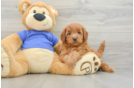 Playful Mini Groodle Poodle Mix Puppy