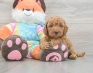7 week old Mini Goldendoodle Puppy For Sale - Florida Fur Babies