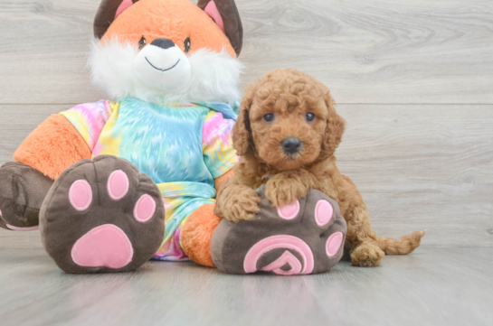 Petite Mini Goldendoodle Poodle Mix Pup