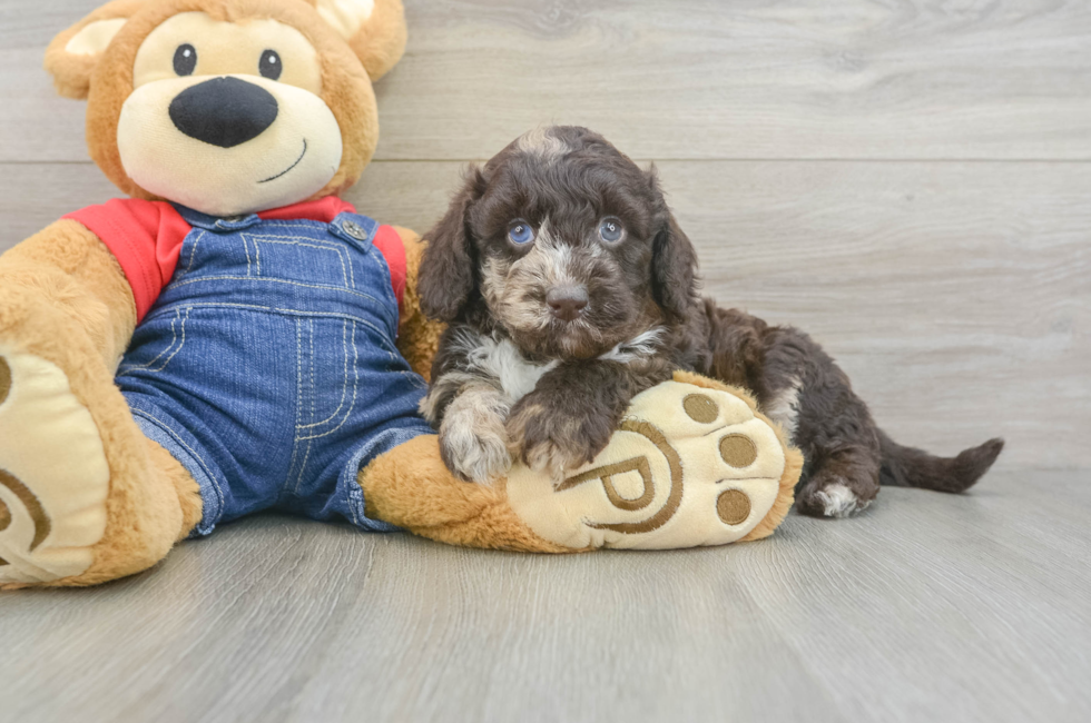5 week old Mini Goldendoodle Puppy For Sale - Florida Fur Babies