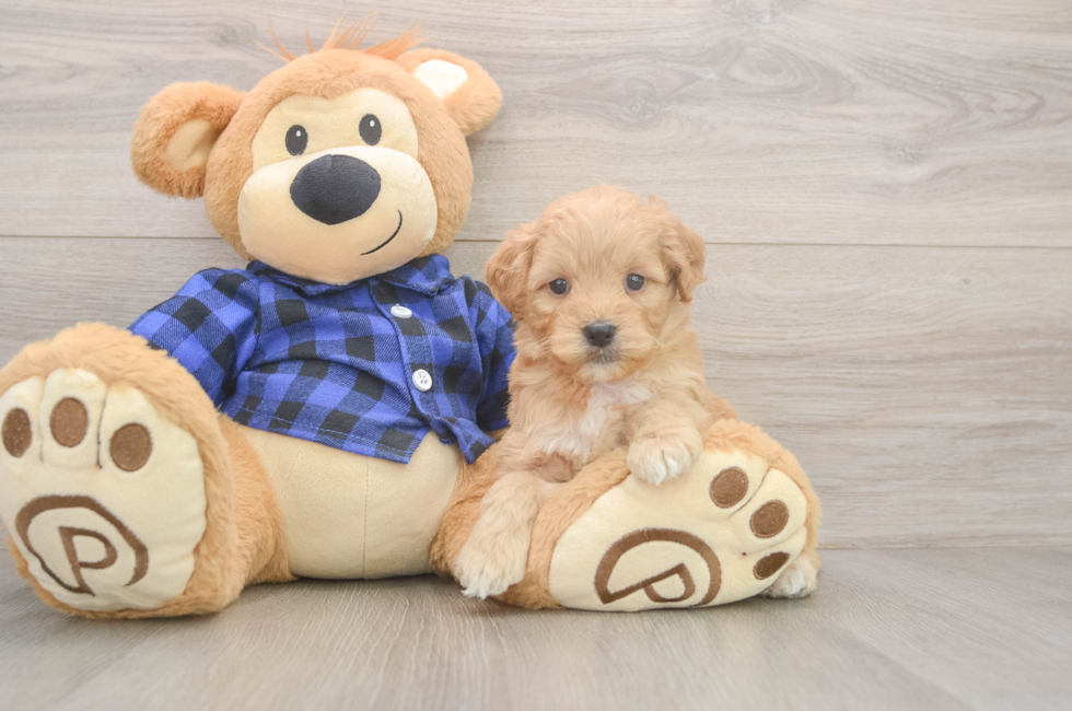 5 week old Mini Goldendoodle Puppy For Sale - Florida Fur Babies