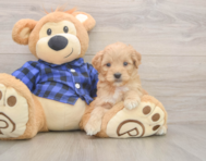 7 week old Mini Goldendoodle Puppy For Sale - Florida Fur Babies 7 week old Mini Goldendoodle Puppy For Sale - Florida Fur Babies