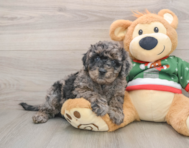 7 week old Mini Goldendoodle Puppy For Sale - Florida Fur Babies