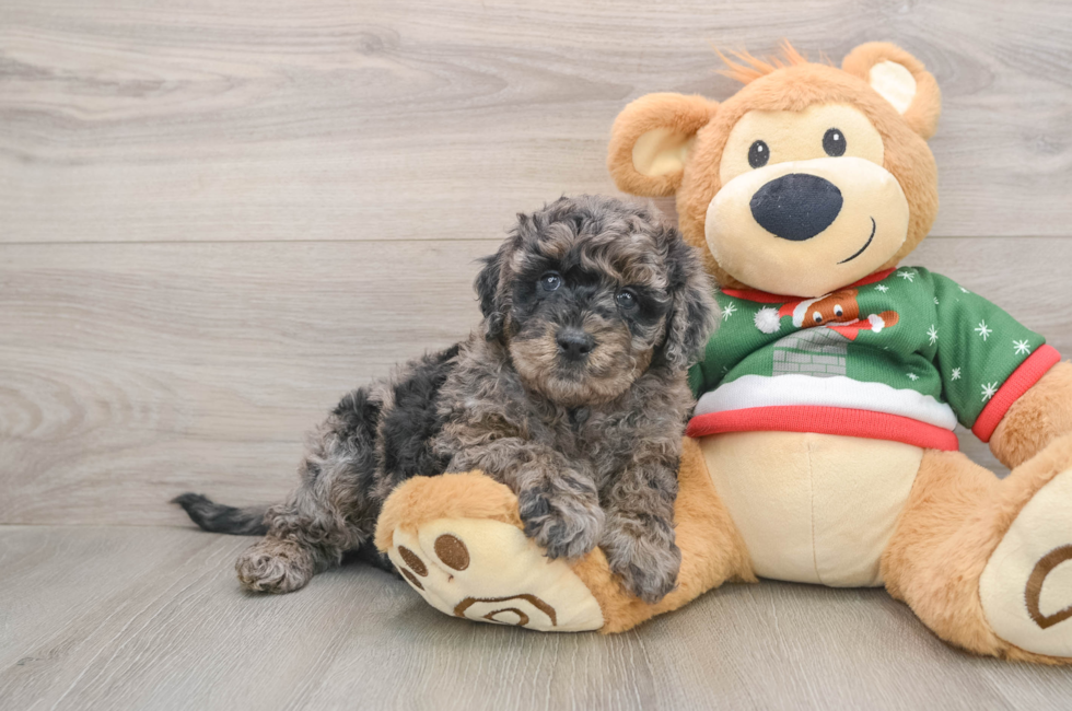 5 week old Mini Goldendoodle Puppy For Sale - Florida Fur Babies