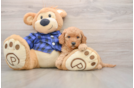 Little Mini Goldenpoo Poodle Mix Puppy