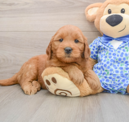 5 week old Mini Goldendoodle Puppy For Sale - Florida Fur Babies