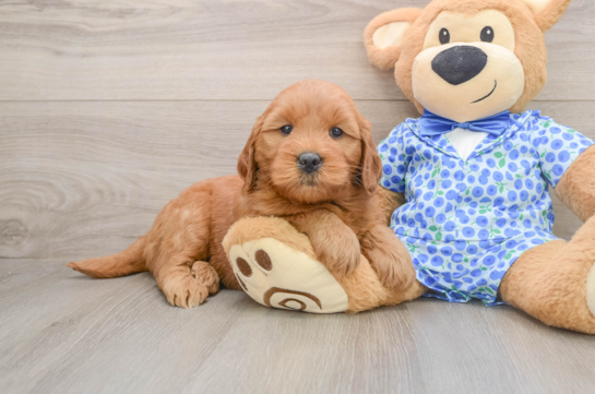 Playful Mini Groodle Poodle Mix Puppy