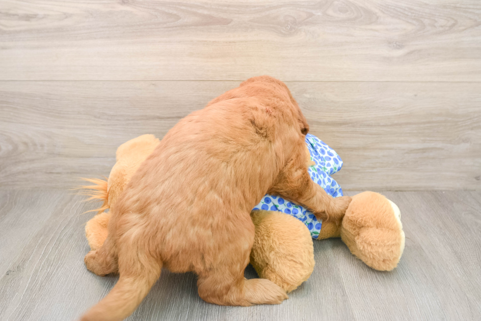 Mini Goldendoodle Pup Being Cute
