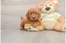Mini Goldendoodle Pup Being Cute