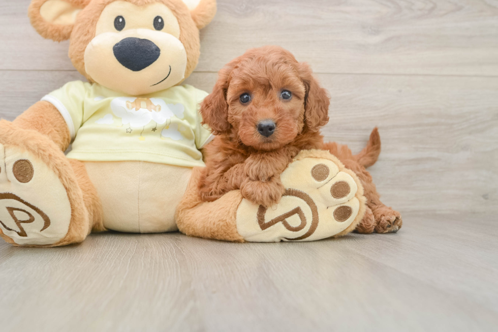 Best Mini Goldendoodle Baby