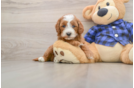 Friendly Mini Goldendoodle Baby
