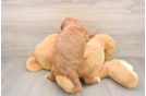 Best Mini Goldendoodle Baby