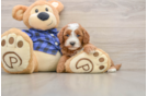 Best Mini Goldendoodle Baby