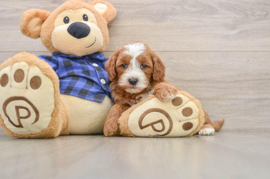 Best Mini Goldendoodle Baby