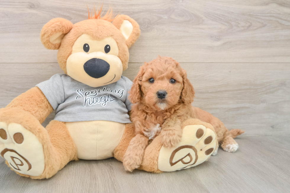 Mini Goldendoodle Puppy for Adoption