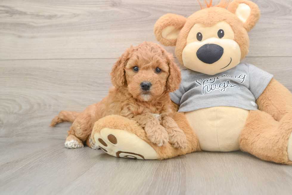 Petite Mini Goldendoodle Poodle Mix Pup