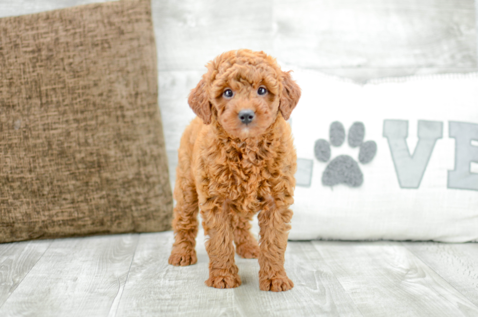 Meet Felicia - our Mini Goldendoodle Puppy Photo 2/6 - Florida Fur Babies