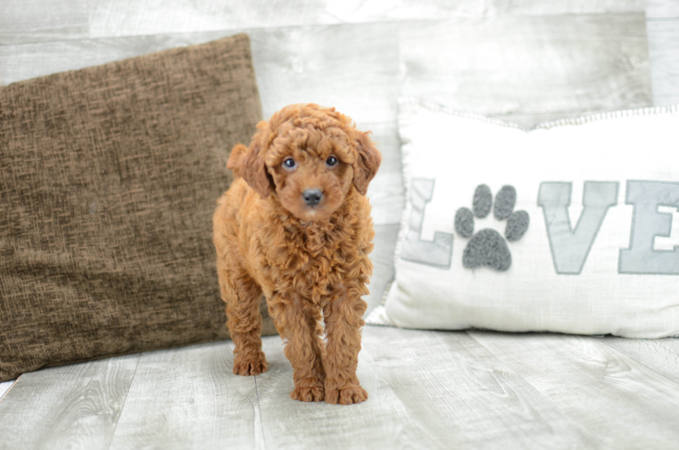 Meet Felicia - our Mini Goldendoodle Puppy Photo 4/6 - Florida Fur Babies