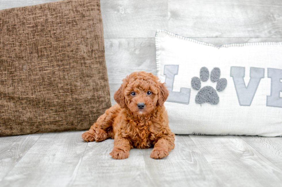 Meet Felicia - our Mini Goldendoodle Puppy Photo 1/6 - Florida Fur Babies