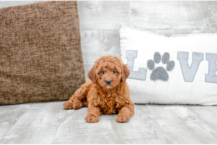 Meet Felicia - our Mini Goldendoodle Puppy Photo 1/6 - Florida Fur Babies