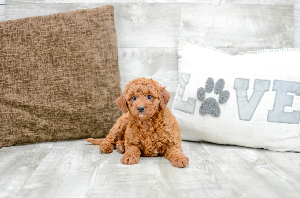 Meet Felicia - our Mini Goldendoodle Puppy Photo 6/6 - Florida Fur Babies