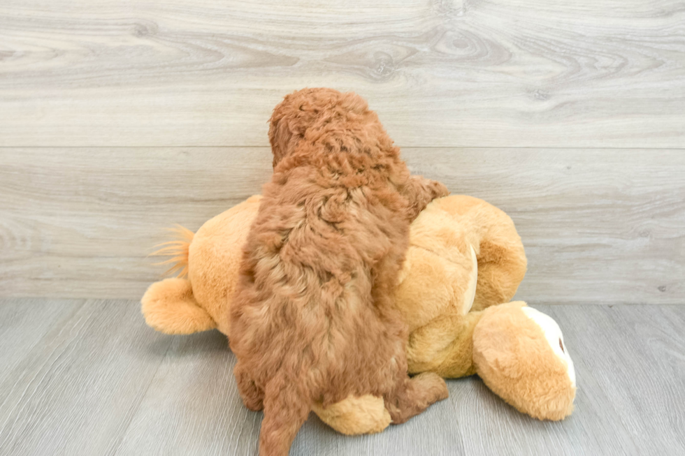 Mini Goldendoodle Pup Being Cute