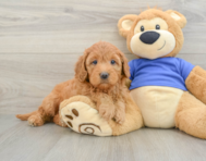 7 week old Mini Goldendoodle Puppy For Sale - Florida Fur Babies