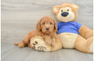 Mini Goldendoodle Puppy for Adoption
