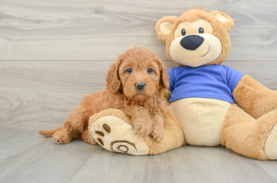 Mini Goldendoodle Puppy for Adoption