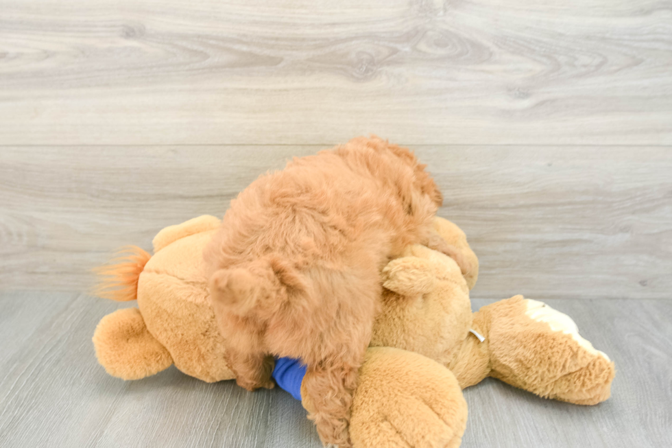 Mini Goldendoodle Pup Being Cute