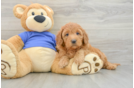 Happy Mini Goldendoodle Baby