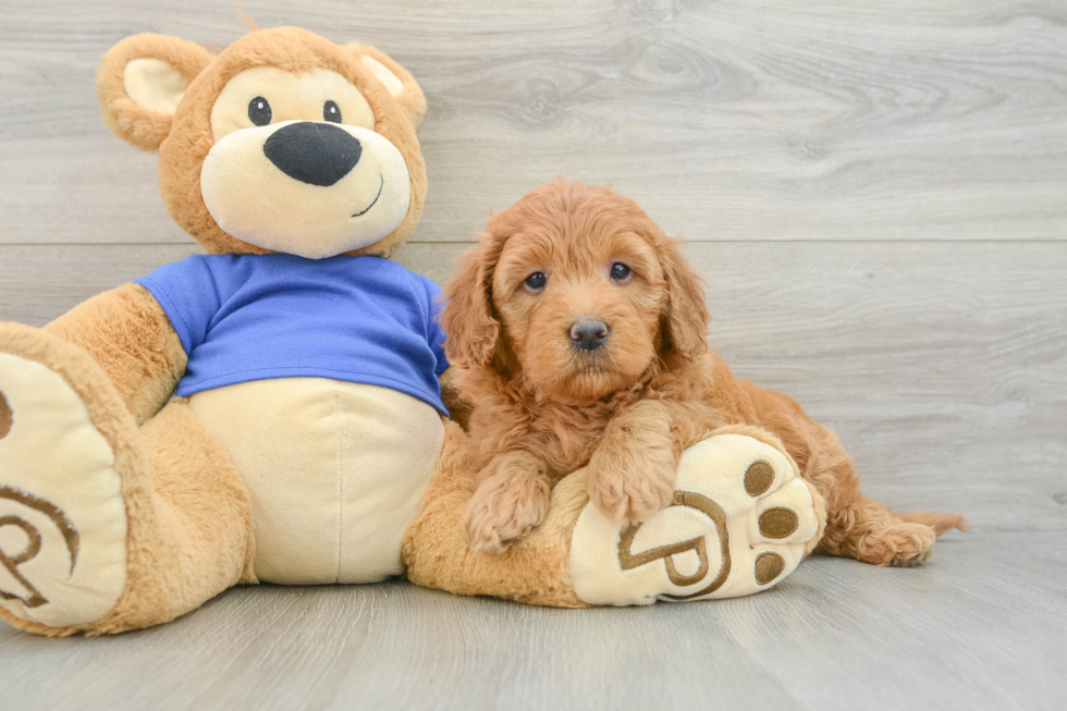 Happy Mini Goldendoodle Baby