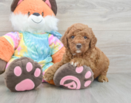 7 week old Mini Goldendoodle Puppy For Sale - Florida Fur Babies