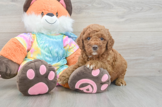 Fluffy Mini Goldendoodle Poodle Mix Pup