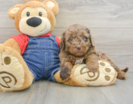 9 week old Mini Goldendoodle Puppy For Sale - Florida Fur Babies