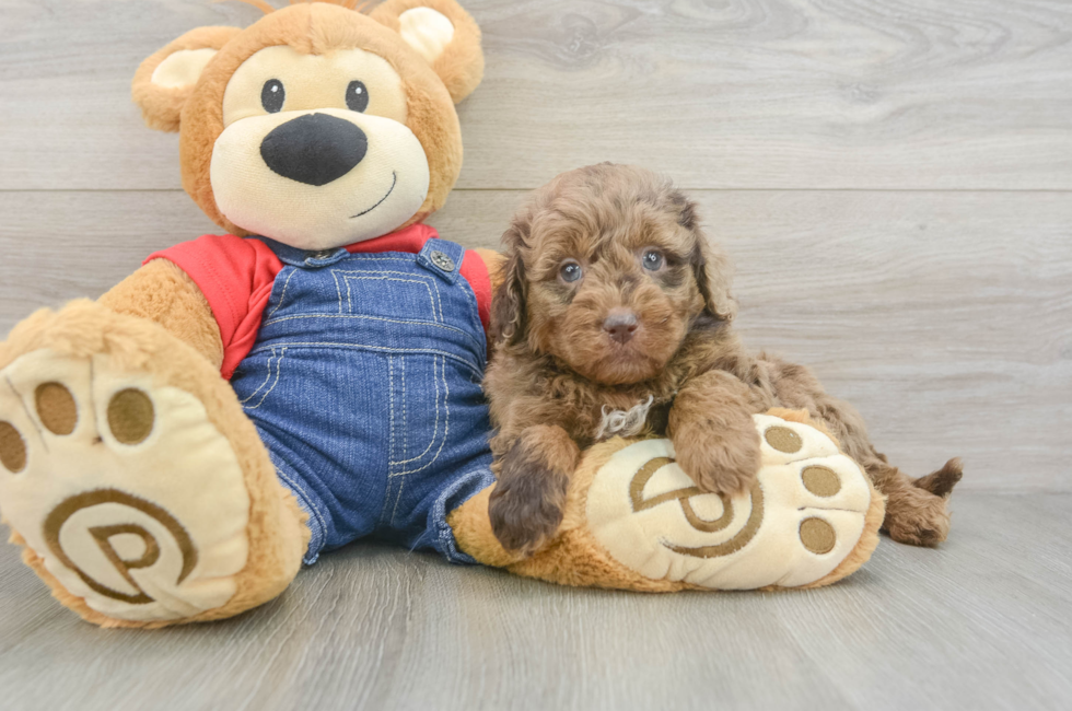 5 week old Mini Goldendoodle Puppy For Sale - Florida Fur Babies