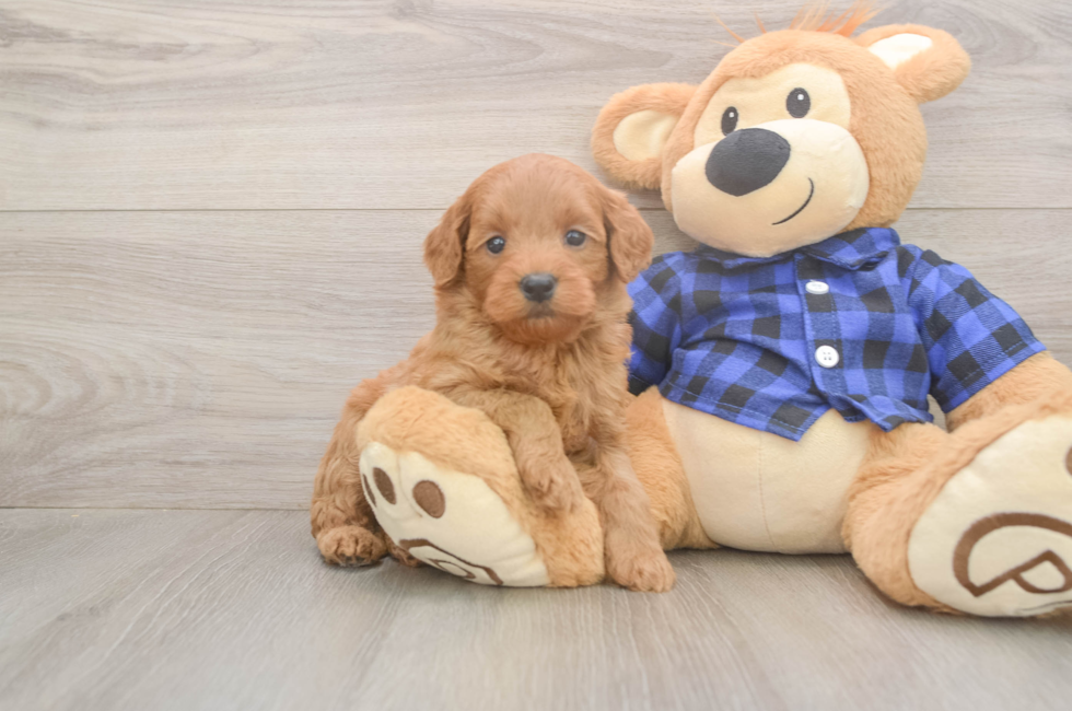 5 week old Mini Goldendoodle Puppy For Sale - Florida Fur Babies