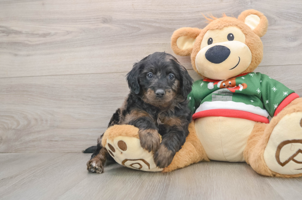 5 week old Mini Goldendoodle Puppy For Sale - Florida Fur Babies