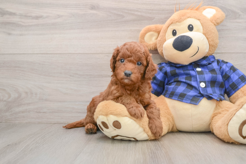 Mini Goldendoodle Puppy for Adoption