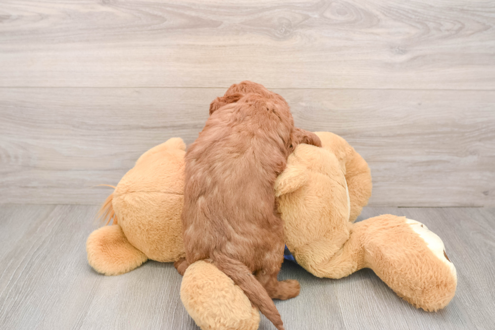 Best Mini Goldendoodle Baby