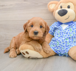 6 week old Mini Goldendoodle Puppy For Sale - Florida Fur Babies